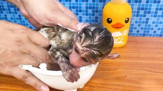 Baby monkey bath in the bathtub and playing with the puppy So cute