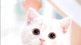 Funny cat