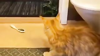 TOP CATS VIDEO IN THE END ????