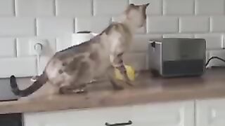 TOP CAT VIDEOS IN THIS WORLD 1