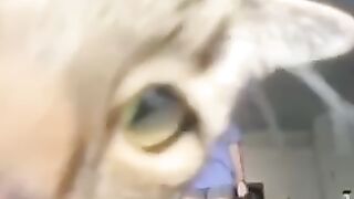 TOP CATS VIDEOS IN THIS WORLD 2