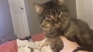 TOP CATS VIDEOS IN THIS WORLD 3