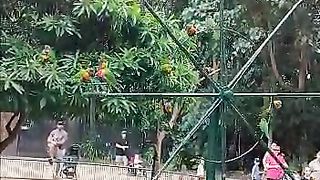 "Playful Parrots on a Turning Wheel: A Delightful Interaction with Humans and Nature"