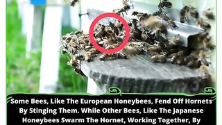 Bees vs Hornets: A Battle of the Hives