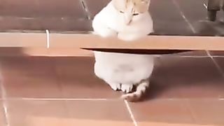 FUNNY CATS COMPILATION (Most Popular)