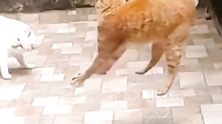 FUNNY CATS COMPILATION (most popular)