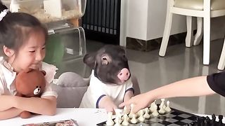 Does it look like it pretends to understand