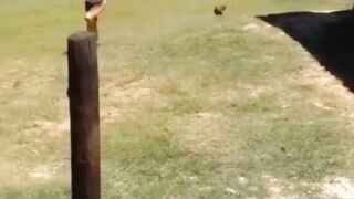 Funny Animals 25