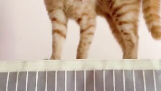 Funniest Videos 2023 ???? Funny Cats ???? #cute #cat