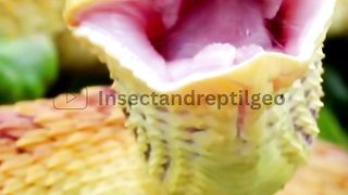 Secrets of the Bush Viper: The Striking Beauty and Venomous Mystery Unveiled