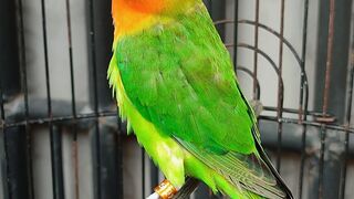 Baby Lovebird Nyasa