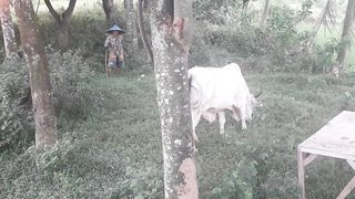 White cow