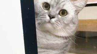 Funny Cute Cat 3