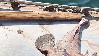 Gigi laut yang tajam