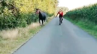 Horse lover status #clickthensmile #horse #shorts