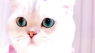 Kucing cantik dan lucu
