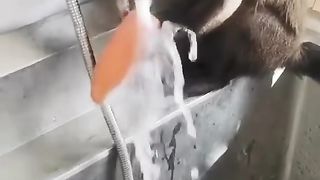 Funny Monkey 5