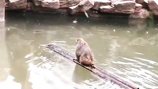 Monkey on Boat