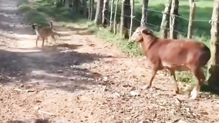Goat Vs Cow