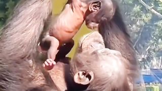 Pure love 3