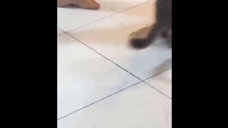 Funny cat video part1