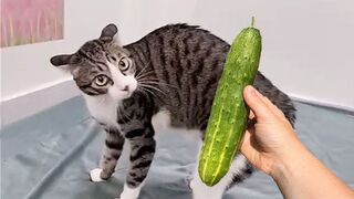 ????CATS JOKES 2018 BEST JOKES with animals????