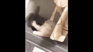 Funny cat video part2