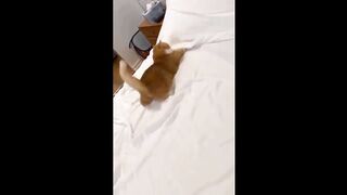 Funny cat video part3