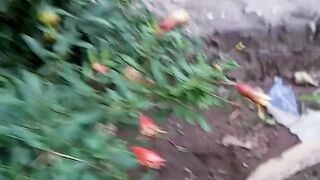 Beautiful trees small