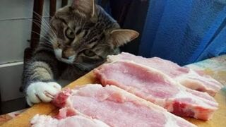 Best Funny Videos Compilation Moments Of The Week #6 Cute  / Funny