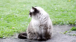 CAT AND JARDIN