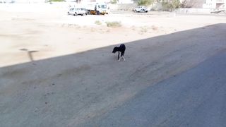 Funny street dog