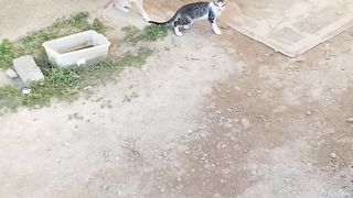 Cute and funny kittens