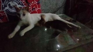 Its so cute and funny cat with baby kitten
