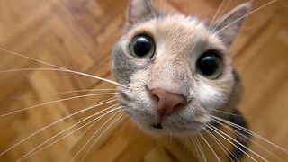 New Funny Animals ???? Funniest Cats and Dogs Videos 4