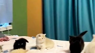 Funny cat 188