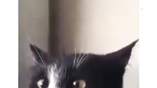funy cats 3