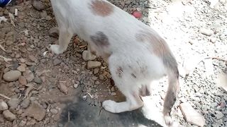 Its really cute meowing cat