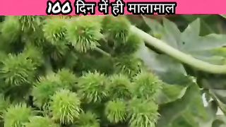 इस फसल की खेती कर किसान 100 दिन में ही हो जाएंगे मालामाल !!