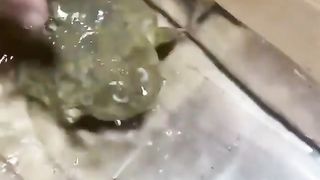 Funny animal 48