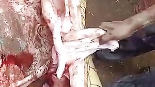 man-eating crocodile