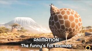 Animals 29