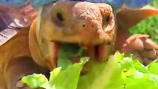 A cute tortoise nibbles on some nice lettuce.