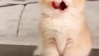 Cute kittens 5
