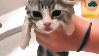 How to handle kittens
