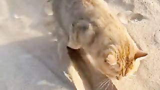 A cat that digs holes?