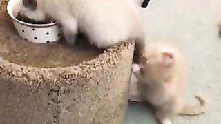 That's not food!