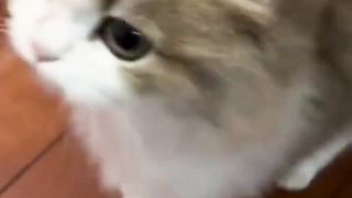 Fidgety cat
