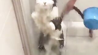 Cats that don't like baths