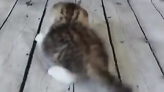 Kitten like an angel